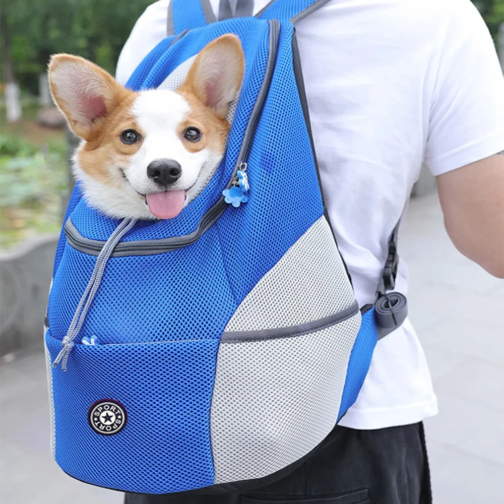 Small dog carried in a blue pet backpack