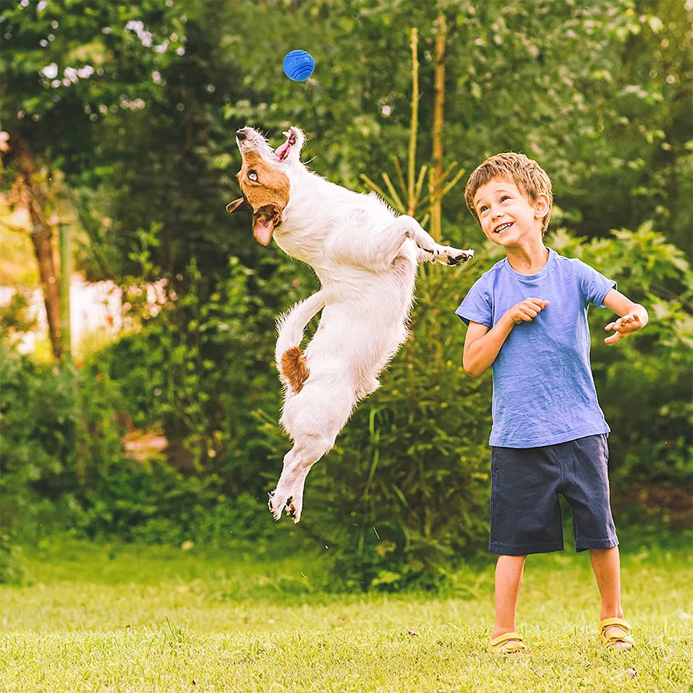Dog playing fetch outdoors