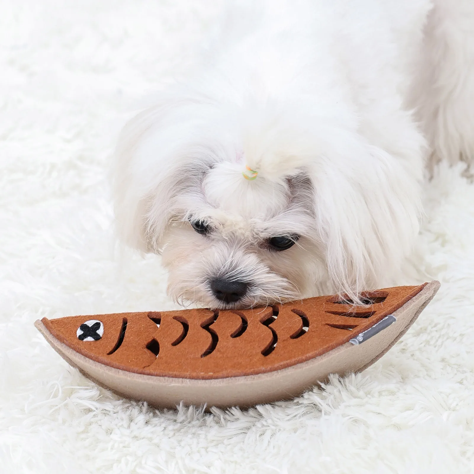 Small dog investigating the felt fish toy
