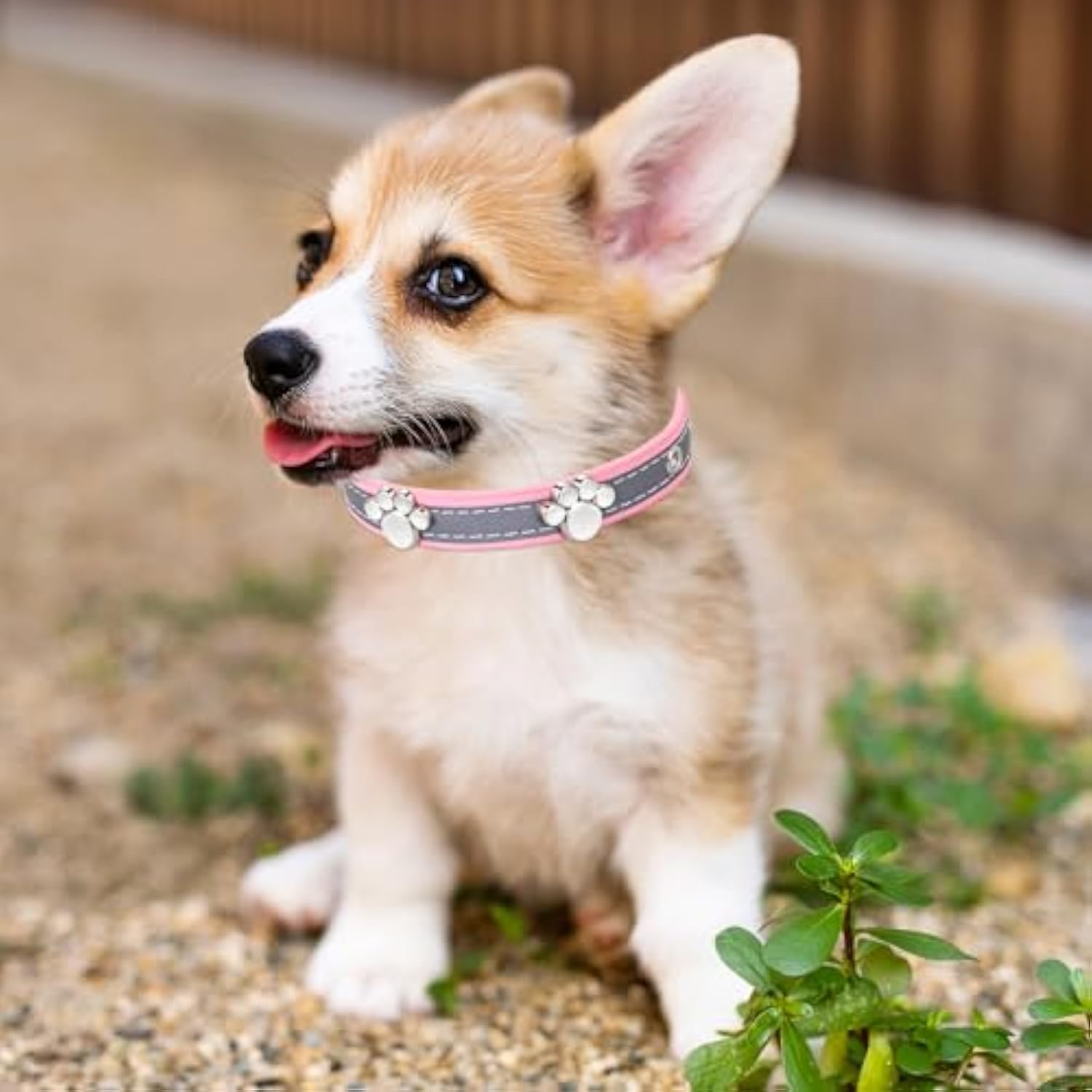 Reflective Leather Dog Collar with Paw Rivets — product view 6