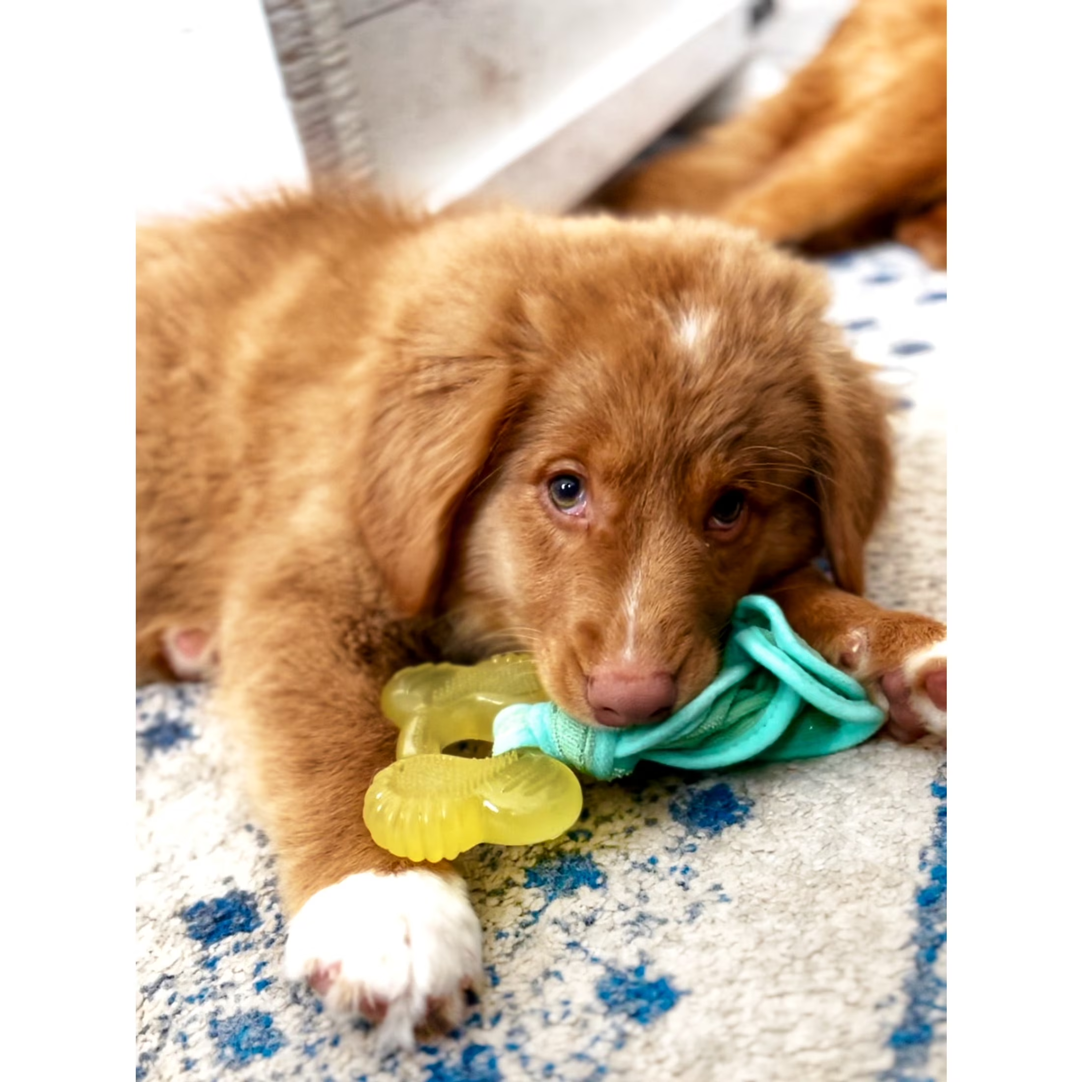 Nylabone Puppy Teething Chew Toy - Image 6