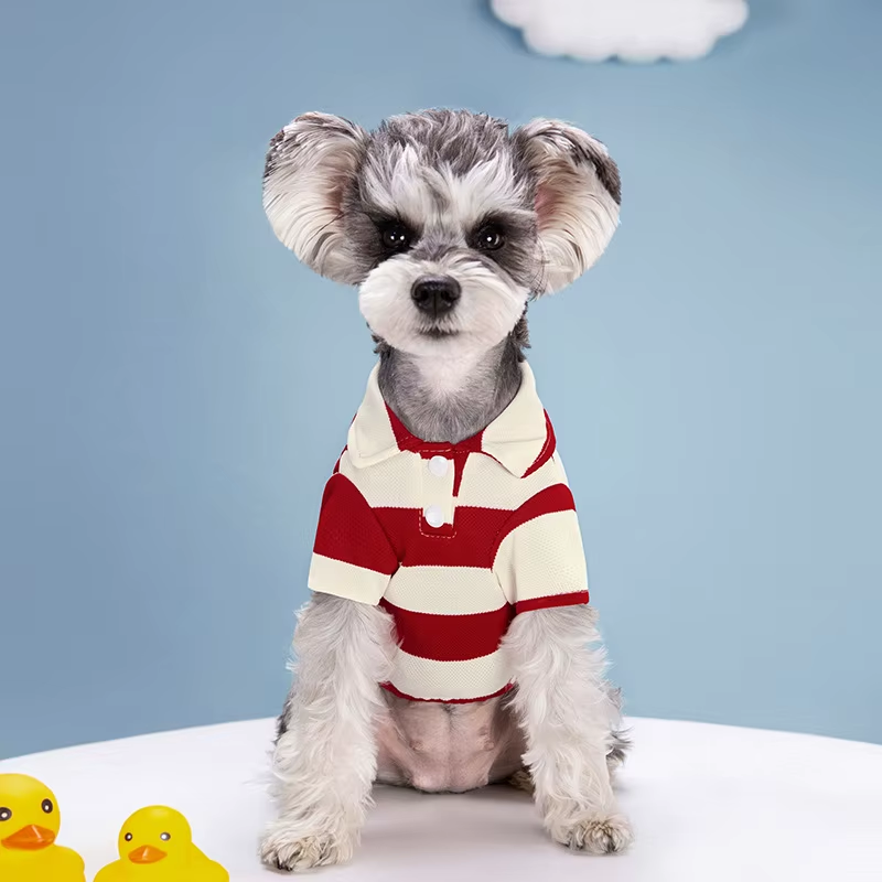 Small dog wearing a red-and-cream striped polo shirt