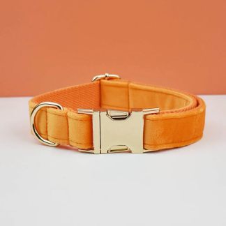 Orange velvet dog collar with gold-tone buckle