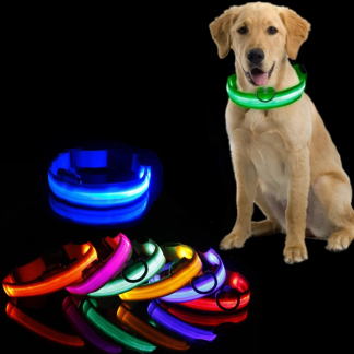 Dog wearing a glowing green LED collar