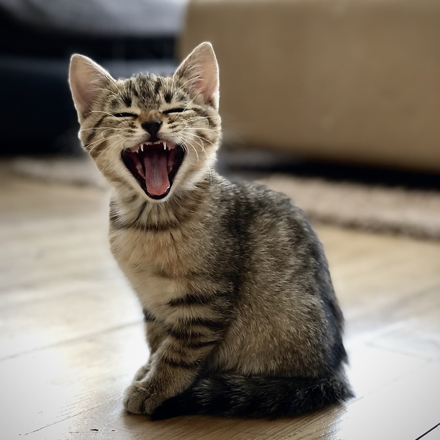 Kitten playing