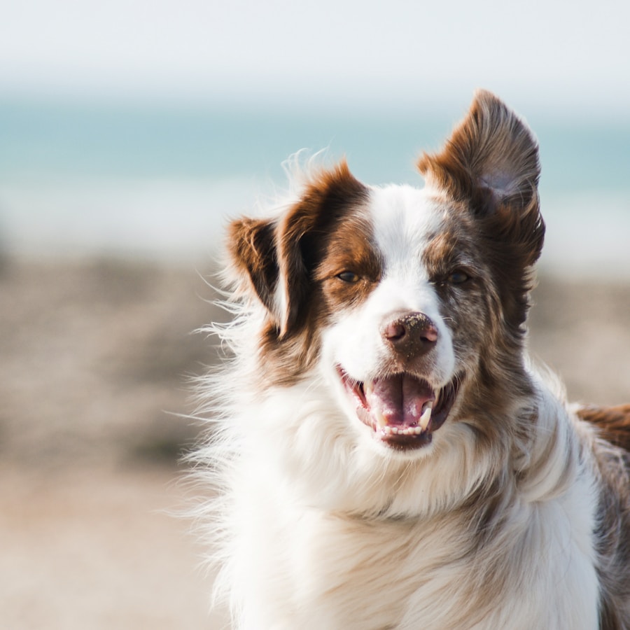 Dog in collar