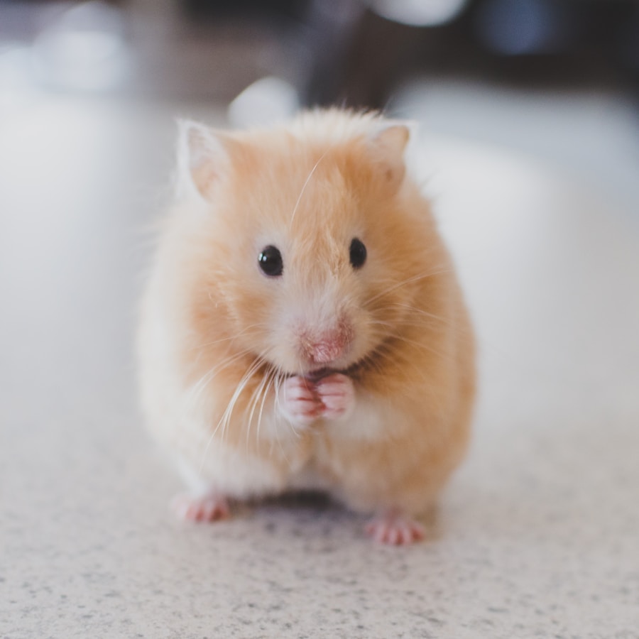 Curious hamster